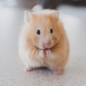 Hamster kruiden en snacks