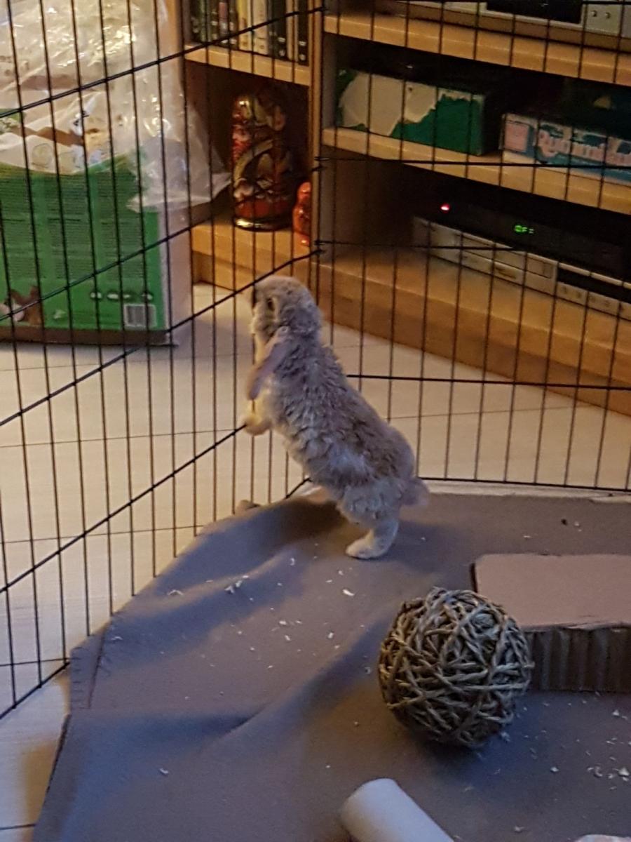 Daisy, mijn geadopteerde paaskonijn