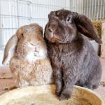 Bunnie.and.Clyde