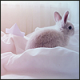funny_bunny