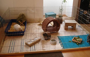 Alaska elektrode Oh jee Binnenkonijnen - konijnen houden in huis