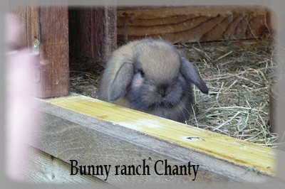 Nestje konijnen: foto's